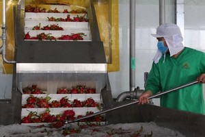 Tại Long An, có hơn 1.000 doanh nghiệp trên địa bàn đăng ký hoạt động theo phương án “3 tại chỗ”.