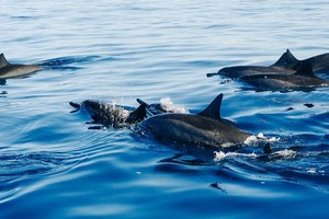 Người đàn ông mất tích trên biển may mắn sống sót nhờ được đàn cá heo to lớn bảo vệ