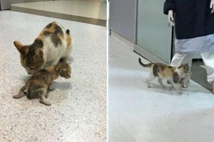 Chú mèo bế con đến bệnh viện và câu chuyện phía sau khiến ai cũng phải mỉm cười