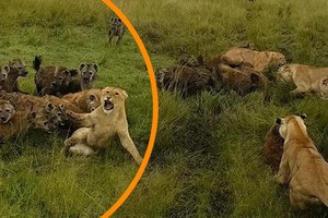 Âm mưu lật đổ ngôi vương của sư tử và cái giá phải trả cực đắt của bầy linh cẩu không biết tự lượng sức mình