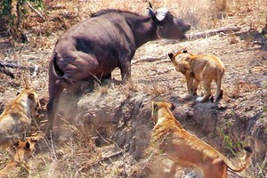 Nhờ vào sức mạnh của sự đoàn kết, đàn trâu rừng hết lần này đến lần khác chặn đứng đòn tấn công của bầy sư tử