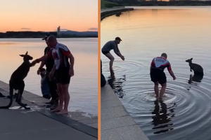 Hành động kỳ lạ của chú chuột túi sau khi được giải cứu