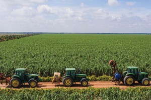 Nhiều doanh nghiệp đang mở rộng diện tích trồng mía