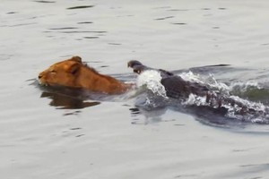 Liều lĩnh bơi qua sông, sư tử suýt trở thành bữa ăn cho cá sấu