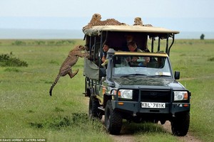 Một pha nhảy xe để làm quen với con người không thể ấn tượng hơn của đàn báo săn