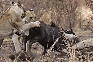 Nỗ lực không biết mệt mỏi, đấu tranh cho sự sống còn của linh dương đầu bò trước móng vuốt của bầy sư tử