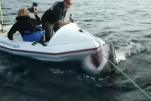 Đoàn làm phim số đen liên tục bị cá mập trắng khổng lồ tấn công