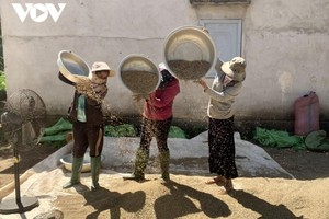 Người dân Đắk Lắk tích cực lao động sản xuất và tuân thủ nghiêm các quy định phòng dịch