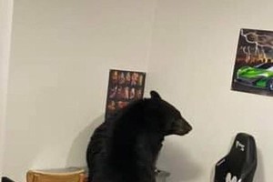 Gấu đen hơn 300 kg trèo cửa sổ đột nhập vào nhà người dân chỉ để đập duy nhất một món đồ rồi đi về