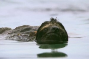 Loài động vật chậm chạp nhất trên thế giới nhưng lại có thể bơi cực nhanh