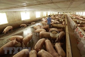 Giá thịt lợn xuất chuồng ngày 21/10 ở trang trại chăn nuôi đang ở mức 34.000đ/kg. (Ảnh: Vũ Sinh/TTXVN).