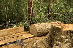 Hiện trường vụ cây gỗ bị cưa hạ tại lô 1, khoảnh 5, Tiểu khu 38 lâm phân do Ban quản lý Khu bảo tồn thiên nhiên Kon Chư Răng quản lý. (Ảnh: TTXVN phát).