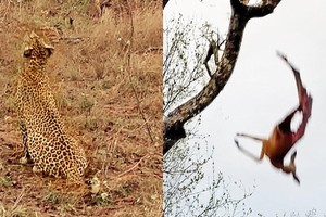 Báo hoa mai mẹ hết lòng chỉ dạy cách săn mồi, báo con đáp trả lại "hết hồn"