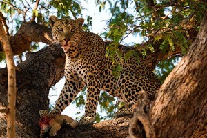 Đòn "trừng phạt" khủng khiếp của báo hoa mai dành cho gia đình nhà sư tử