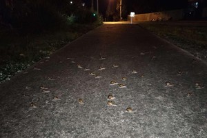 Trên đường về phát hiện ra những đốm sáng lấp lánh, cô gái "ngớ người" khi phát hiện ra sự thật