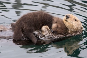 Hình ảnh rái cá âu yếm ôm đứa con mới đẻ trên bụng để bảo vệ khiến hàng triệu người lay động