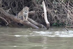 Báo đốm tưởng dễ dàng bắt nạt được rái cá thì bất ngờ bị "đánh úp"