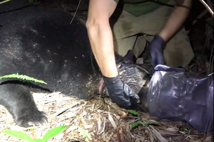 Nhiệm vụ đặc biệt, truy tìm và giải cứu gấu đen bị mắc kẹt trong hộp nhựa trong gần 1 tháng