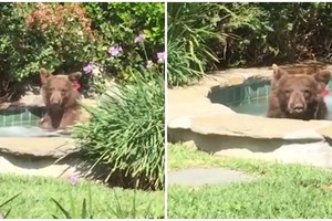 Đói thì ăn, khát thì uống rượu, mệt thì ngủ, hãy hưởng thụ cuộc sống như một chú gấu