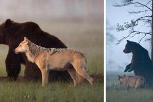 Khép lại quá khứ đầy ân oán, hai loài dã thú hung hãn nhất rừng xanh kết thành đôi bạn thân