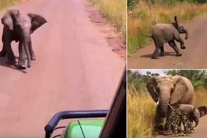 Voi con nghĩ mình đã lớn ra "dằn mặt" đoàn khách du lịch và cái kết đáng yêu đến không ngờ