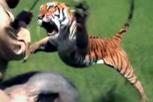 Luật đầu tiên cần phải nhớ khi đến Ấn Độ: Đừng bao giờ "giỡn mặt" một con hổ Bengal