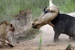 Chọn sai con mồi, sư tử phải trả một cái giá cực đắt