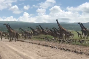 Cảnh tượng độc nhất vô nhị, một "binh đoàn" hươu cao cổ ùn ùn kéo nhau qua đường khiến giao thông bị tê liệt
