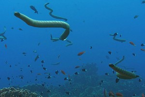 Nỗi kinh hoàng của các loài sinh vật biển: Loài rắn độc gấp 10 lần rắn đuôi chuông và săn mồi theo đàn