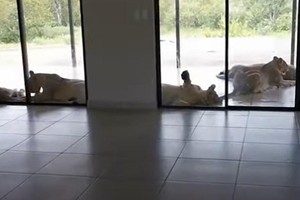 Lâu ngày không ghé thăm nhà, gia chủ phát hoảng khi bắt gặp những "vị khách" không mời mà đến