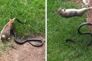 Thỏ mẹ dũng cảm biến buổi đi săn "hoàn hảo" của con rắn đen khổng lồ thành "thảm họa" 