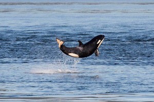 Hãy đón nhận nguồn năng lượng tích cực từ chú cá voi sát thủ "hạnh phúc nhất trên thế giới"