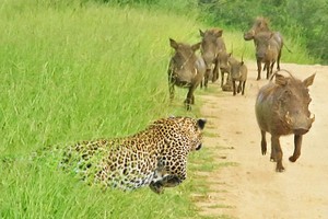 Lợn rừng đua tốc độ cùng báo hoa mai?