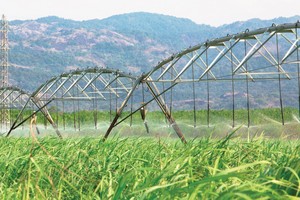 Các doanh nghiệp mía đường đang mở rộng vùng nguyên liệu.