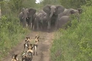 Thế trận cực kỳ chặt chẽ của bầy voi đẩy lùi pha tấn công của tổ đội săn mồi nguy hiểm nhất châu Phi