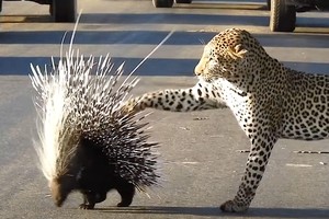 Cậy lớn bắt nạt bé, báo hoa mai "được" nhím dạy cho một bài học về cách hành xử