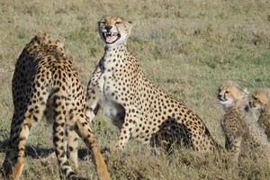 "Huynh đệ" báo săn và báo hoa mai tương tàn