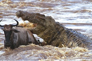 Cá sấu sông Nin khổng lồ - nỗi ác mộng của hàng triệu con linh dương đầu bò trong mùa di cư