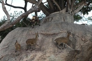 Bí quyết gì có thể khiến bầy linh dương "dửng dưng" trước sự săn đuổi của đàn chó hoang