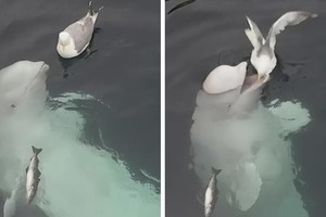 Màn kết bạn không thể "dễ thương" được hơn của cá voi beluga dành cho chú chim mòng biển