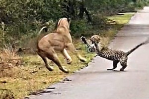 Sư tử núp lùm, tấn công báo hoa mai ngay trên đường cao tốc