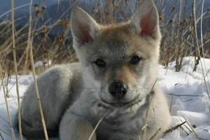 Bà lão cứu vật, vật trả ơn