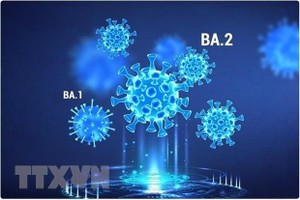 Hình ảnh minh họa các dòng phụ của biến thể Omicron gây bệnh COVID-19. (Ảnh: News-medical.net/TTXVN).