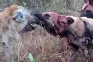 Màn trừng phạt "tàn khốc" của đàn chó hoang châu Phi dành cho linh cẩu nhưng cái kết khiến ai cũng phải ngạc nhiên