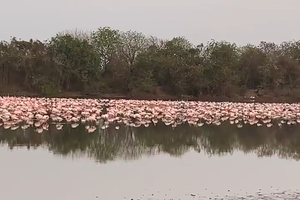 Hàng trăm nghìn con hồng hạc vẫn kéo đến Ấn Độ để tạo nên bức tranh thiên nhiên tuyệt đẹp giữa mùa Hè thiêu đốt