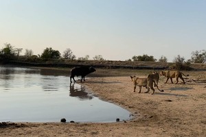 Quyết định mang tính bước ngoặt của trâu rừng khi phải đối đầu với đàn sư tử "khát máu"
