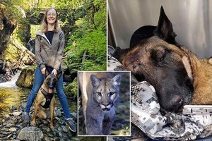 Chú chó trung thành, quên mình tấn công sư tử núi để giải cứu chủ nhân