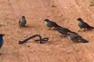 Tập hợp đàn chim nhỏ giận dữ "làm gỏi" con rắn cực độc