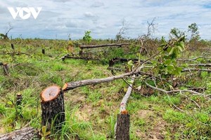 Gần 400 ha rừng đã bị đốn hạ.