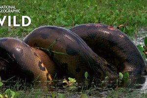 Cận cảnh loài bò sát tàn bạo nhất thế giới "nuốt chửng" loài gặm nhấm lớn nhất thế giới